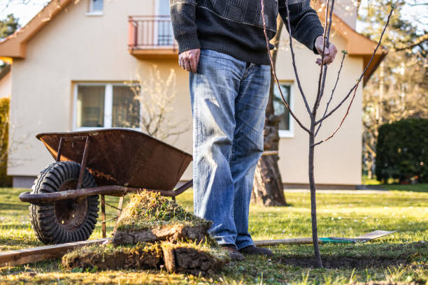 istock Senior man planting fruit tree in garden 1294030084