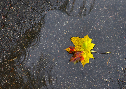 Yellow maple leaf lies on the asphalt in a puddle after rain. Concept for the autumn season and the approaching cold and winter, background, texture