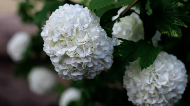 istock White flower. Ball-shaped flowers. Spring flowers. Round blooming. 1294035528