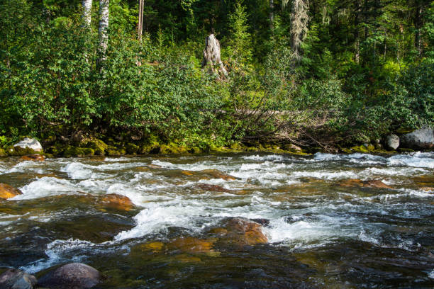 istock Stormy stream among rocks and boulders in forest valley. Mountain river. 1294037187