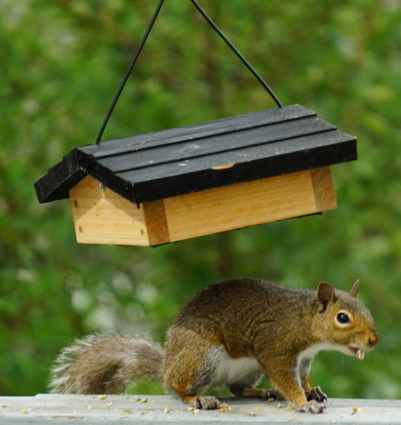 istock Backyard Flowers, Birds and Animals 1294037471