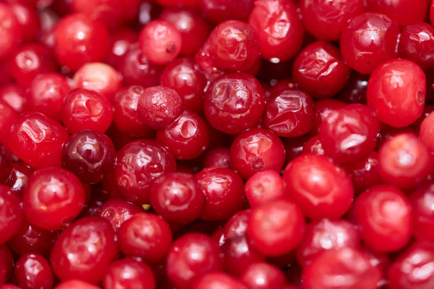 istock Red cranberry background . Wild cranbberies close-up shot 1294040334