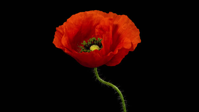 Time lapse of opening wild poppy flower, isolated on pure black background