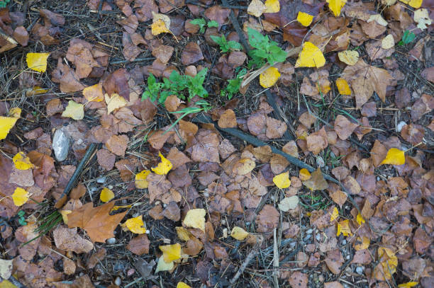 istock A path of large stones with fallen autumn leaves. Natural background for inserting text 1294040479
