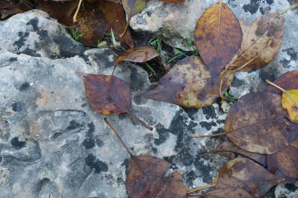 istock Abstract stone texture for background. Close-up for text, with leaves 1294041391