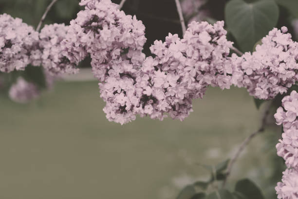 istock Blooming lilac flowers 1294041923