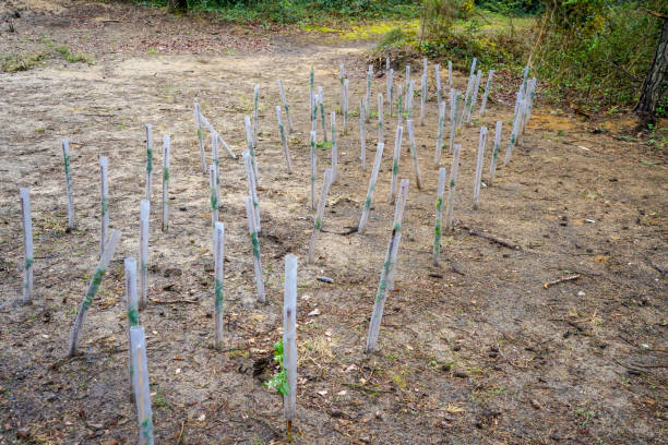 istock Young saplings growing in plastic tubes in woodland 1294042002
