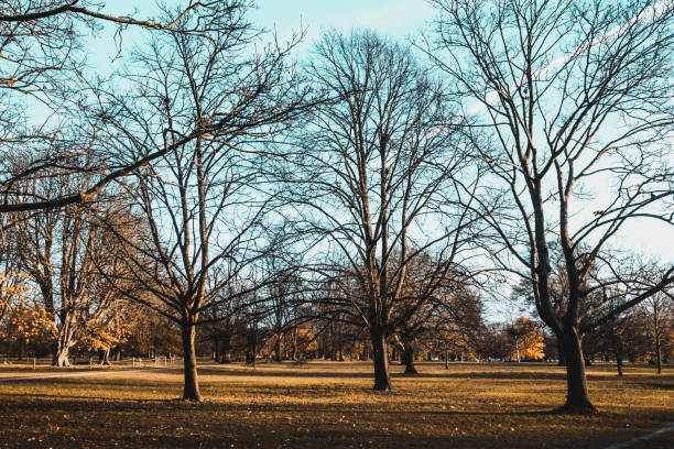 istock Trees and landscape in Hyde Park, London, UK 1294042243
