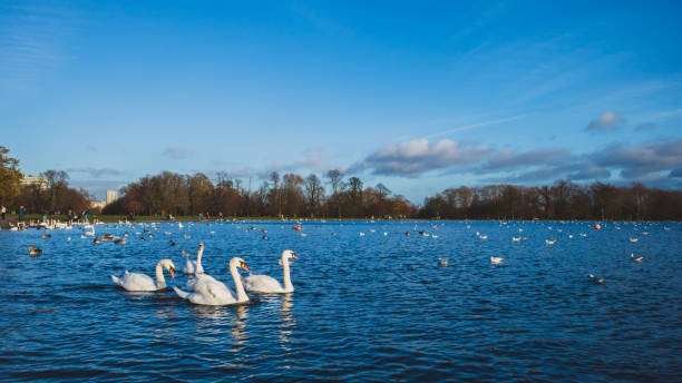 ptaki i krajobraz hyde parku w londynie, wielka brytania - kensington gardens zdjęcia i obrazy z banku zdjęć