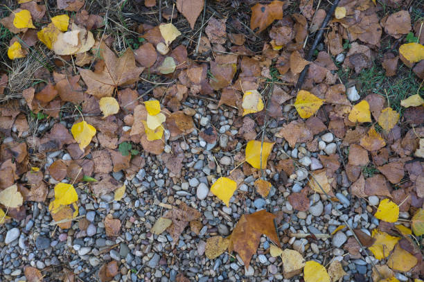 istock A path of large stones with fallen autumn leaves. Natural background for inserting text 1294042543