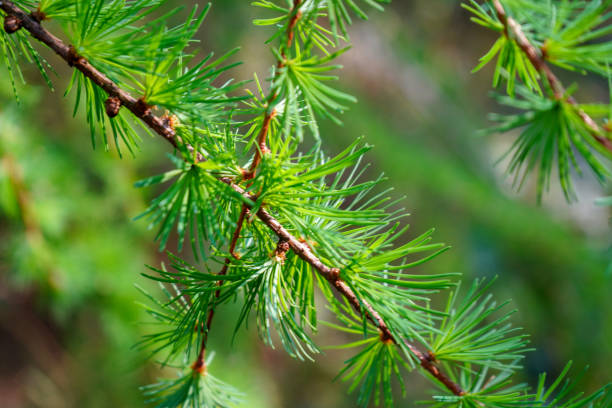 istock Close up of small pine needled on a branch 1294044436