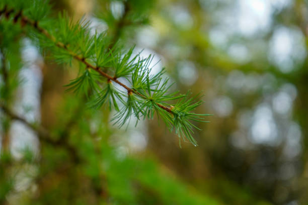 istock Close up of small pine needled on a branch 1294044491