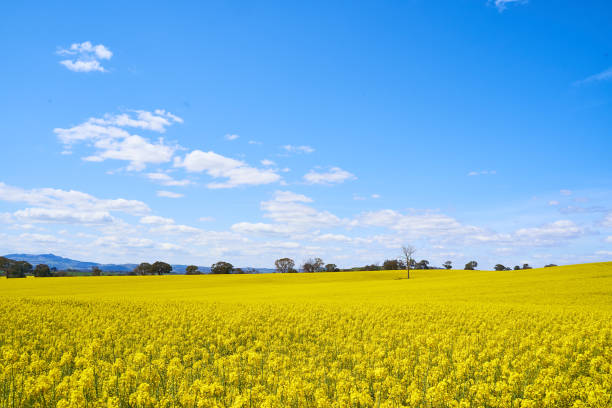 istock Golden rapeseed fields in countryside with beautiful clouds in the sky 1294045128