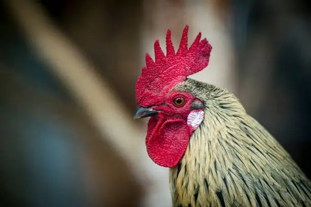 Photo of Close up of head of black rooster with red comb