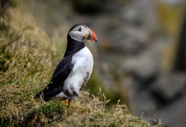 istock The Atlantic puffin, also known as the common puffin 1294047874