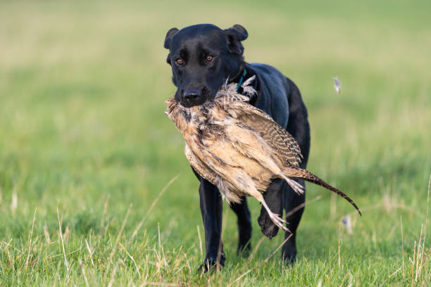 черный лабрадор - pheasant hunting dog retriever стоковые фото и изображения