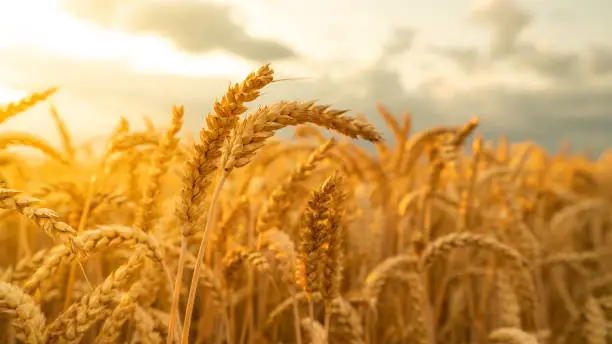 Closeup of wheat ears, a bumper harvest of golden wheat fields