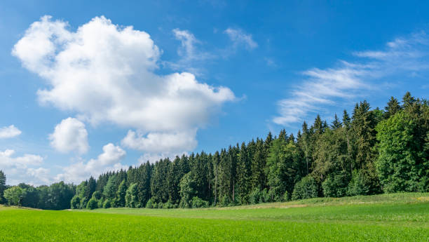 istock Landscape in summer: Green grass and trees under blue sky and white clouds 1294049778