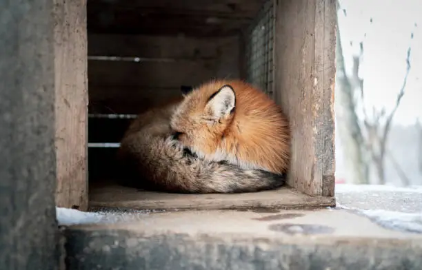 Fox in Winter snow napping in the day in Japan.