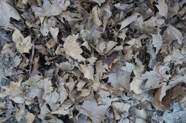 istock Background texture with autumnal leaves on the floor 1294049916