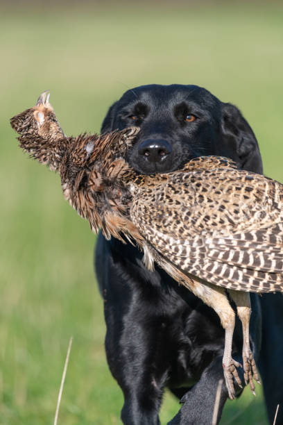 черный лабрадор - pheasant hunting dog retriever стоковые фото и изображения