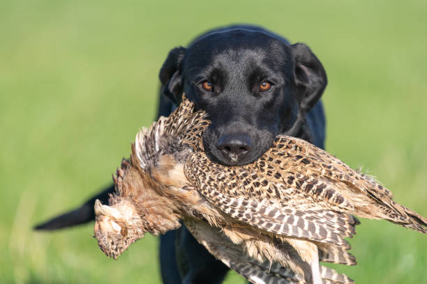 черный лабрадор - pheasant hunting dog retriever стоковые фото и изображения