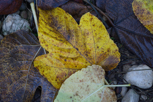 istock Background texture with autumnal leaves on the floor 1294050071