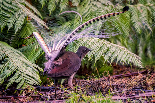 Superb Lyrebird (Menura novaehollandiae) Superb lyrebird in the Australian bushland menura novaehollandiae stock pictures, royalty-free photos & images