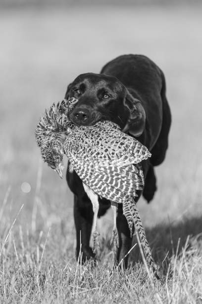 labrador noir - pheasant hunting dog retriever photos et images de collection