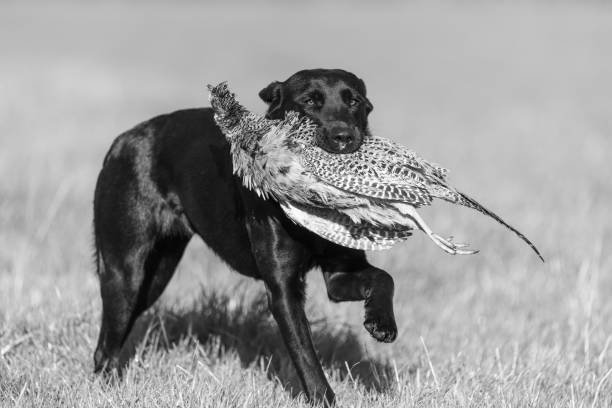 черный лабрадор - pheasant hunting dog retriever стоковые фото и изображения