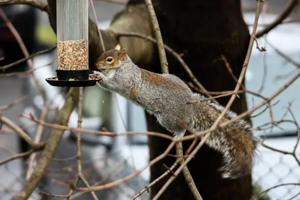 Photo of Squirrel eating seeds from bird feeder on tree