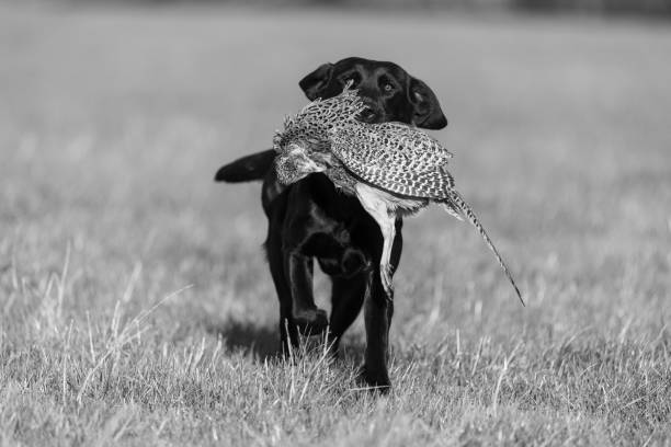 labrador noir - pheasant hunting dog retriever photos et images de collection