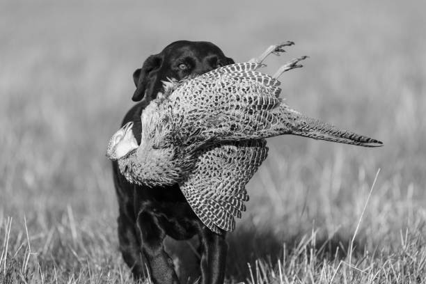 czarny labrador - pheasant hunting dog retriever zdjęcia i obrazy z banku zdjęć