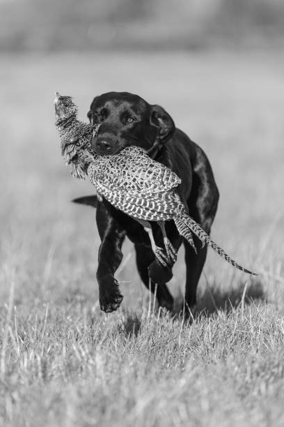 labrador preto - pheasant hunting dog retriever - fotografias e filmes do acervo
