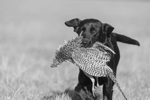 черный лабрадор - pheasant hunting dog retriever стоковые фото и изображения