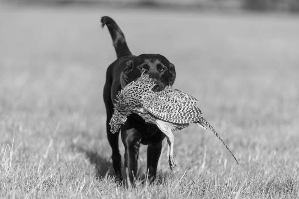 labrador noir - pheasant hunting dog retriever photos et images de collection