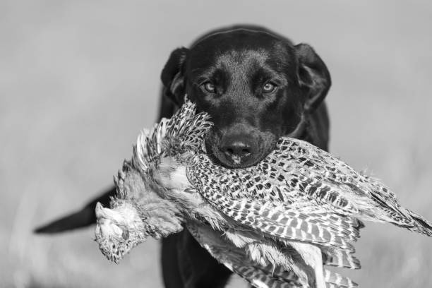 labrador noir - pheasant hunting dog retriever photos et images de collection