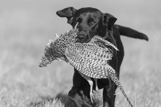 labrador noir - pheasant hunting dog retriever photos et images de collection