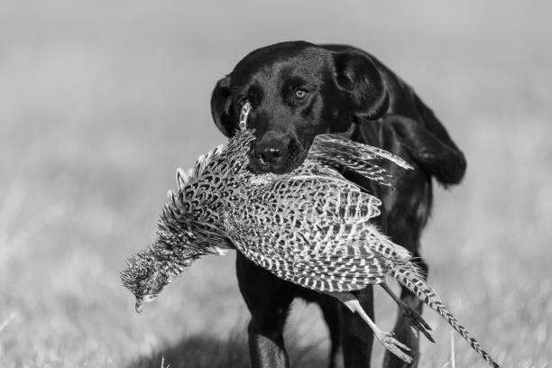 labrador noir - pheasant hunting dog retriever photos et images de collection