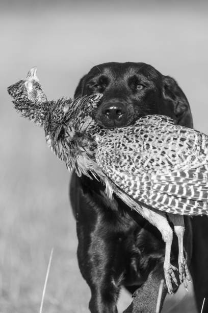 черный лабрадор - pheasant hunting dog retriever стоковые фото и изображения