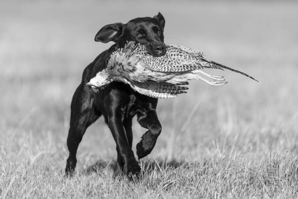 черный лабрадор - pheasant hunting dog retriever стоковые фото и изображения