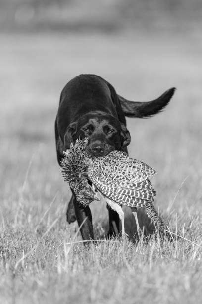 labrador noir - pheasant hunting dog retriever photos et images de collection