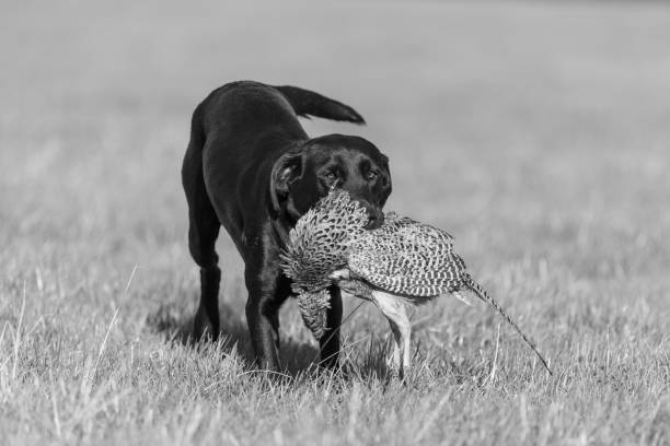 labrador noir - pheasant hunting dog retriever photos et images de collection