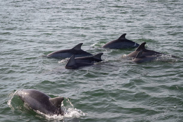 istock Dolphins at Cape Lookout, North Carolina 1294052486
