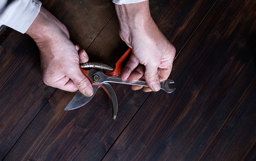 men hands cleaning and assembling a pair of garden scissors. Spring garden preparation. Image with copy space