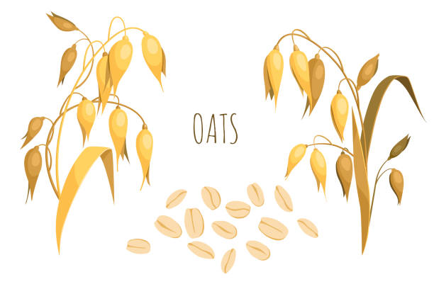 Ears of oats and oat flakes Ears of oats and oat flakes. Cartoon vector illustration isolated on white background oat crop stock illustrations