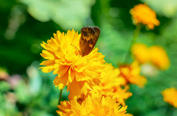 Sunflower and butterfly - Red Admiral