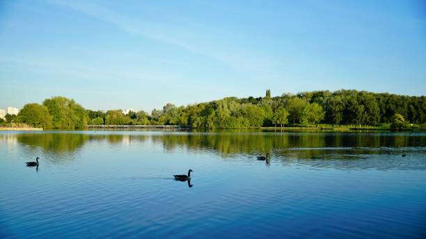 istock Several ducks swimming; green trees in the park reflecting on the lake 1294053364