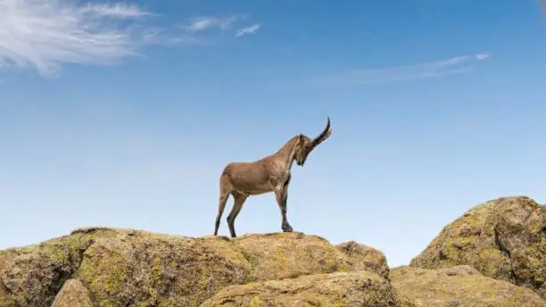 A brown sheep standing on a rock on a sunny day