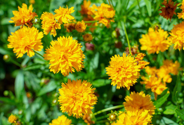 istock Coreopsis grandiflora Early Sunrise blooming 1 1294053436